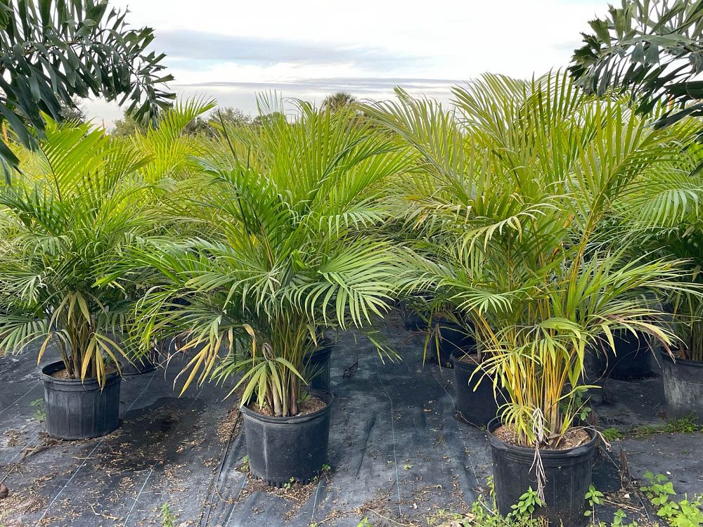 dypsis-lutescens-areca-palm