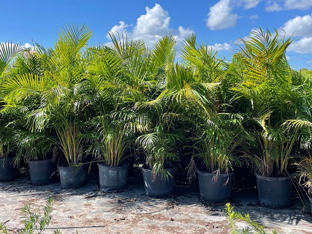 dypsis-lutescens-areca-palm