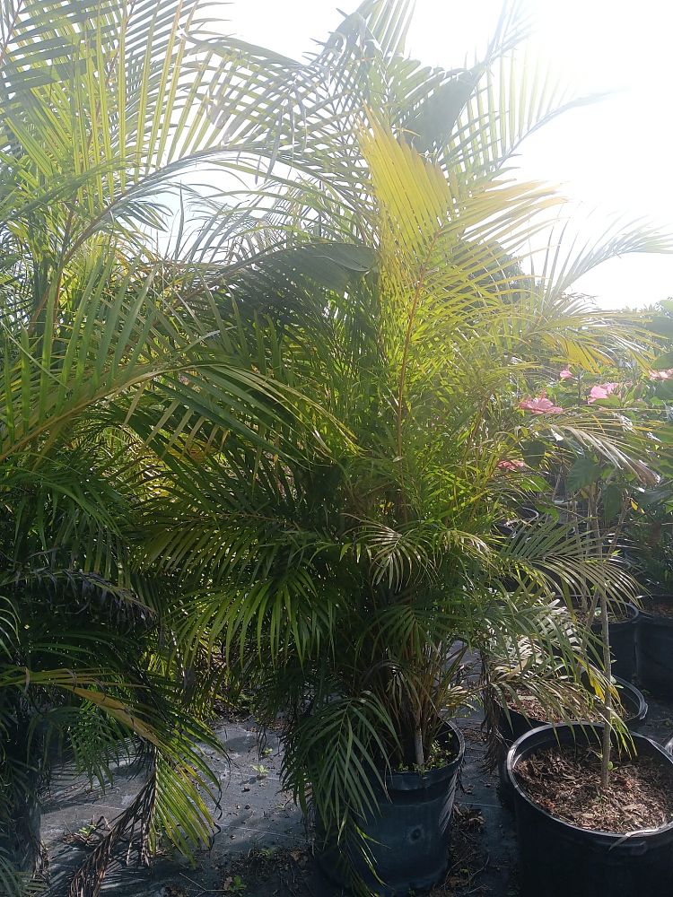 dypsis-lutescens-areca-palm