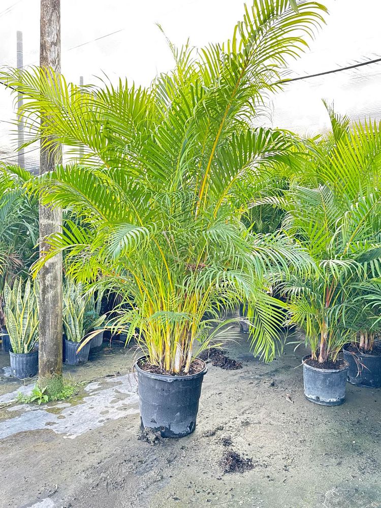 dypsis-lutescens-areca-palm