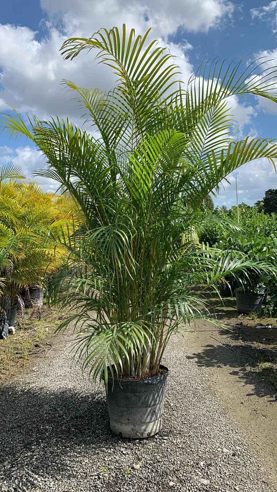 dypsis-lutescens-areca-palm