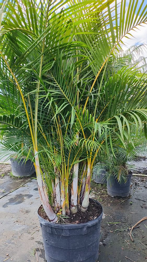 dypsis-lutescens-areca-palm