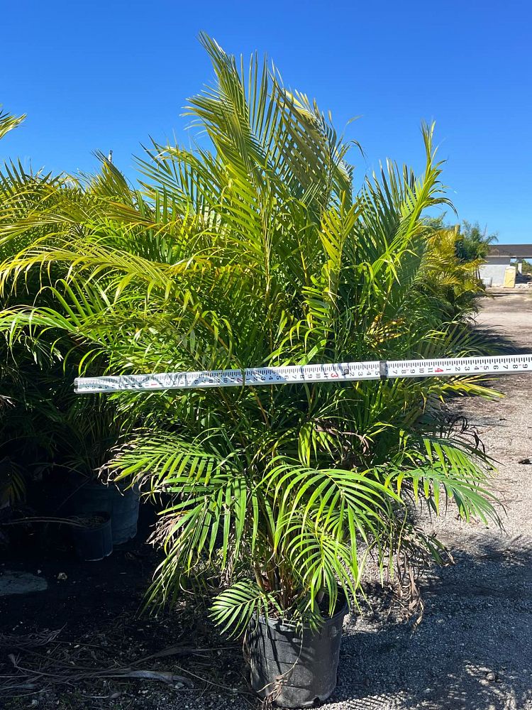 dypsis-lutescens-areca-palm