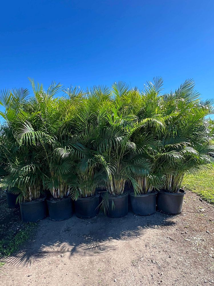dypsis-lutescens-areca-palm