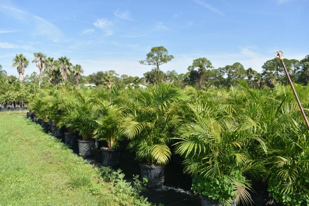 dypsis-lutescens-areca-palm