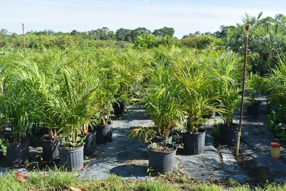 dypsis-lutescens-areca-palm