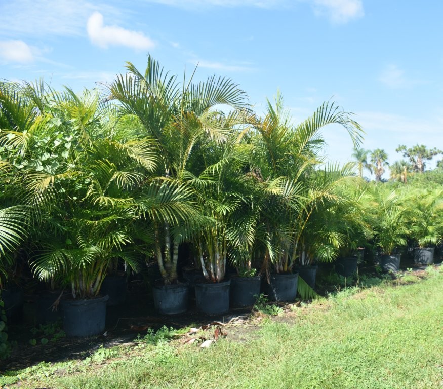dypsis-lutescens-areca-palm