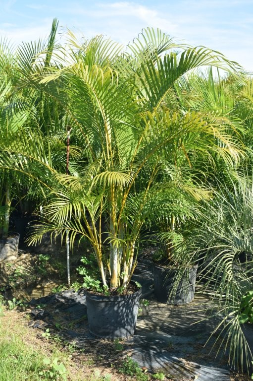 dypsis-lutescens-areca-palm