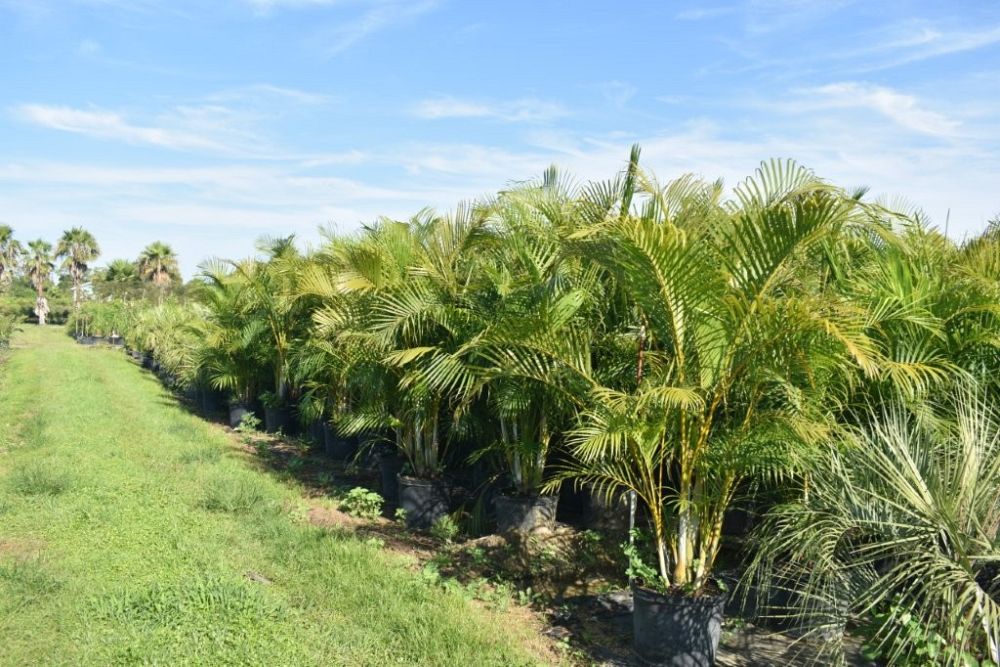 dypsis-lutescens-areca-palm