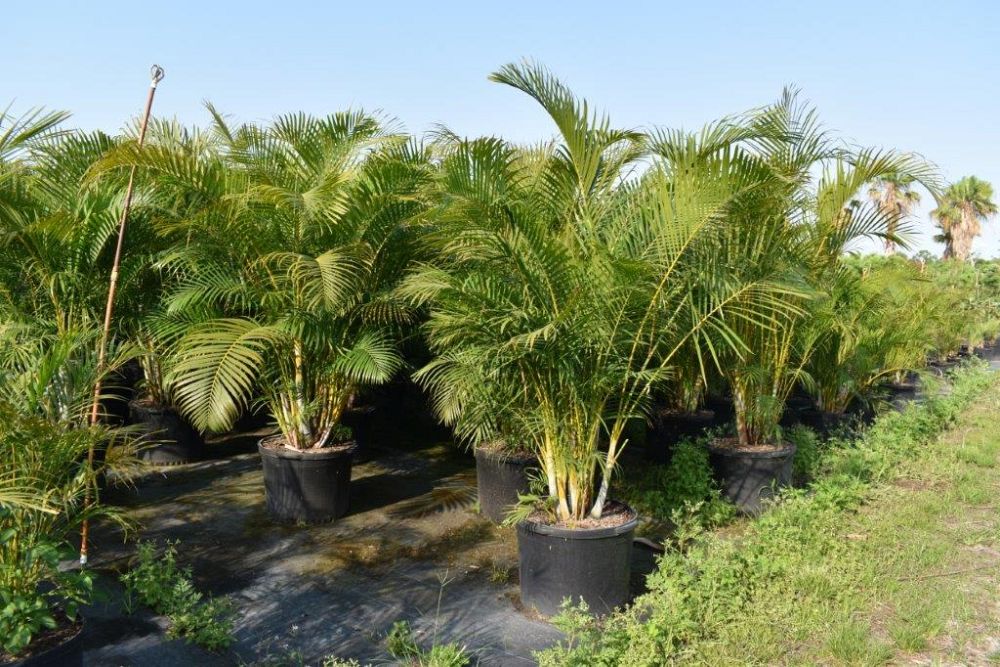 dypsis-lutescens-areca-palm