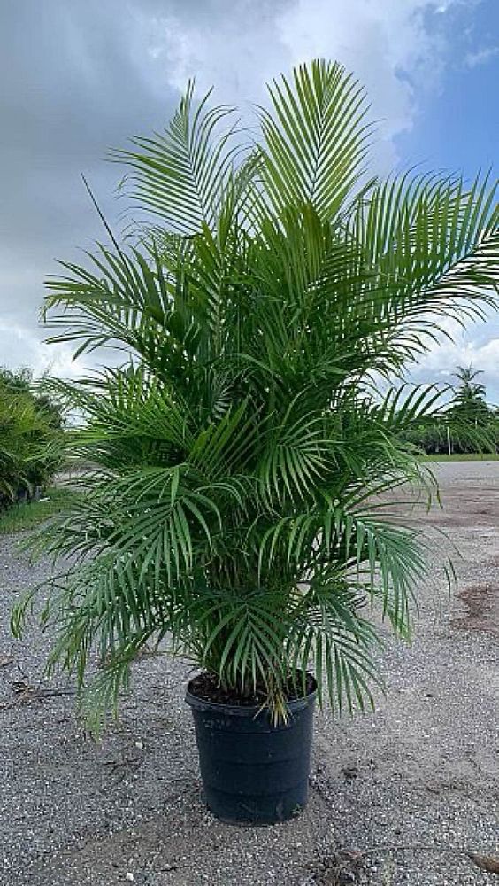 dypsis-lutescens-areca-palm