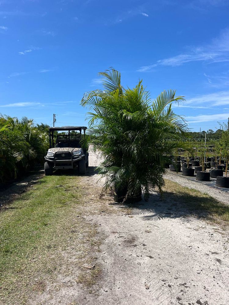 dypsis-lutescens-areca-palm