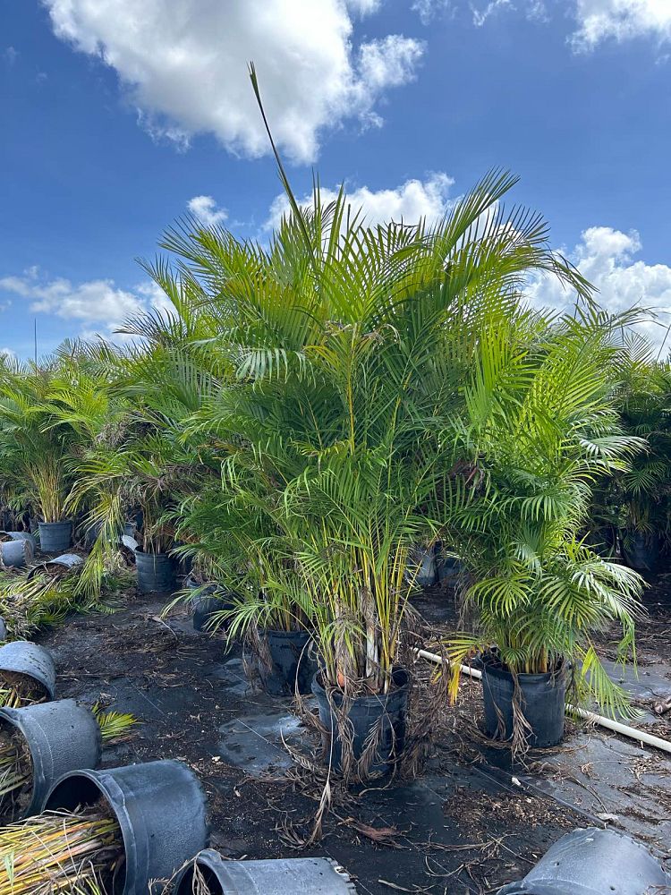 dypsis-lutescens-areca-palm