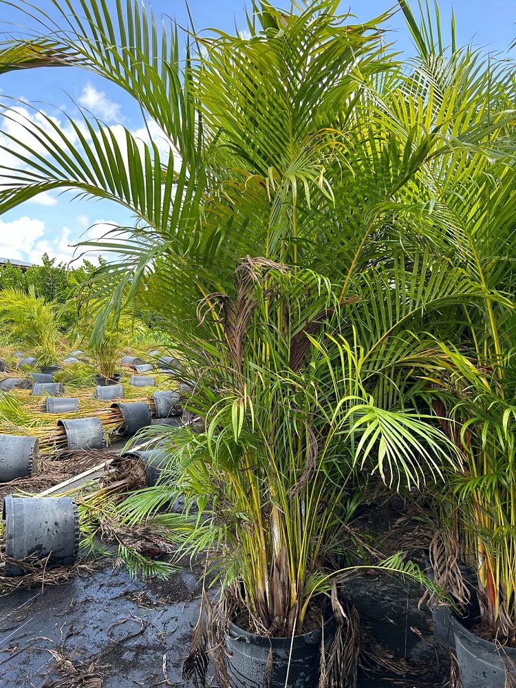 dypsis-lutescens-areca-palm
