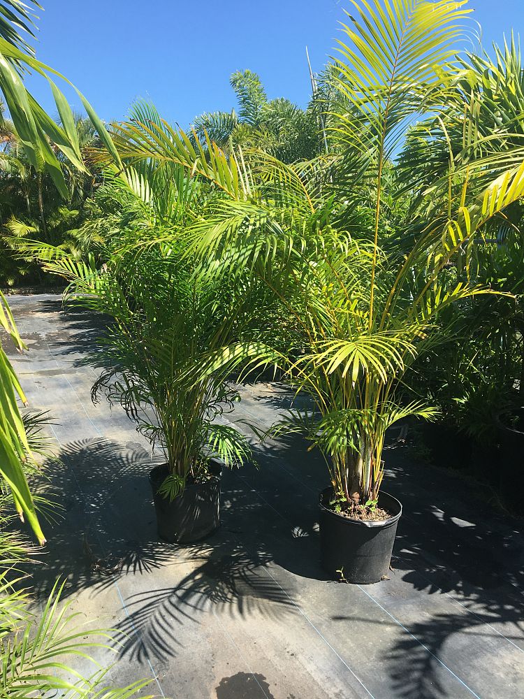 dypsis-lutescens-areca-palm