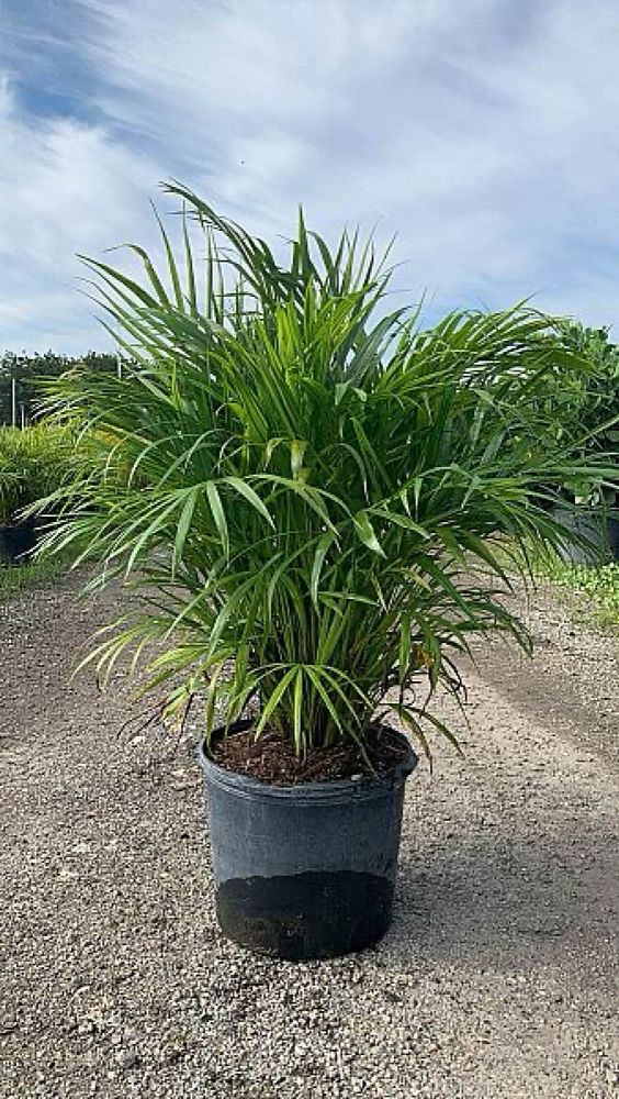 dypsis-lutescens-areca-palm