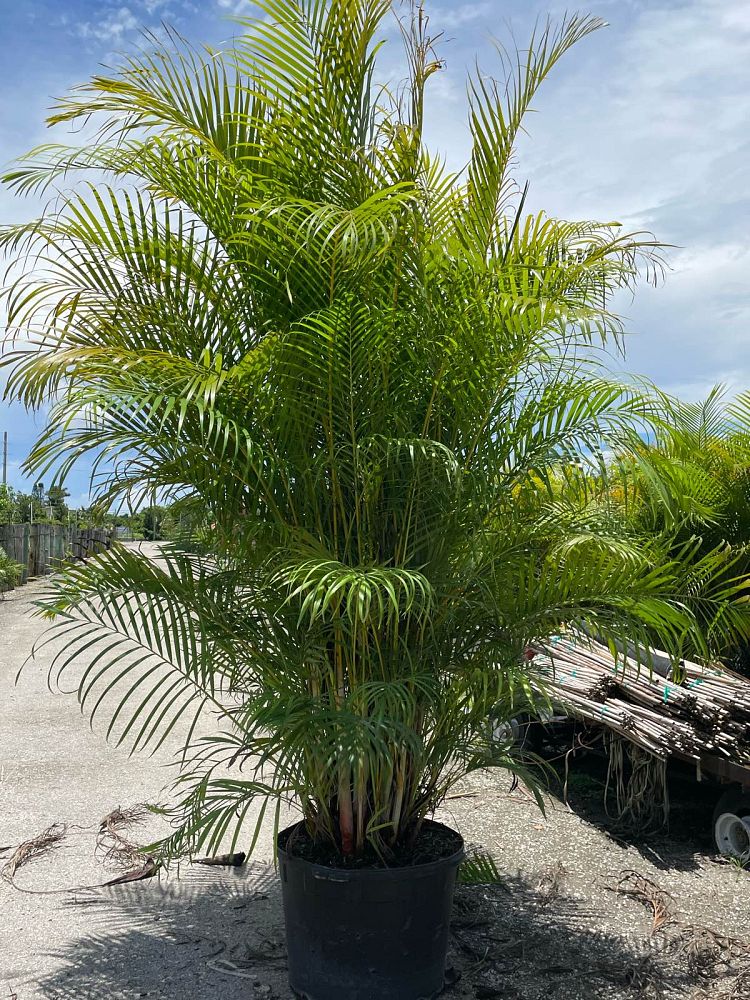 dypsis-lutescens-areca-palm
