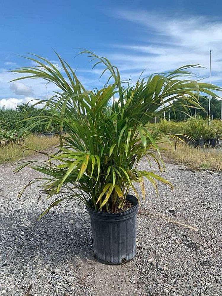 dypsis-lutescens-areca-palm
