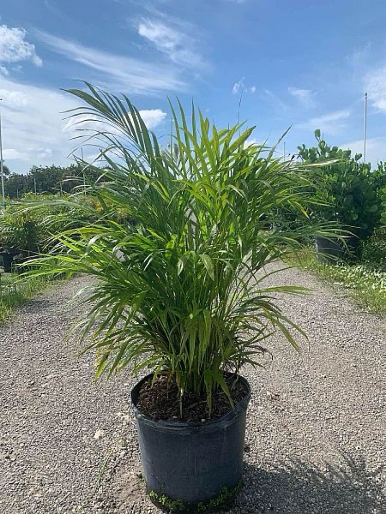 dypsis-lutescens-areca-palm