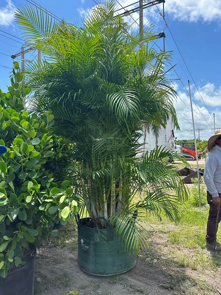 dypsis-lutescens-areca-palm
