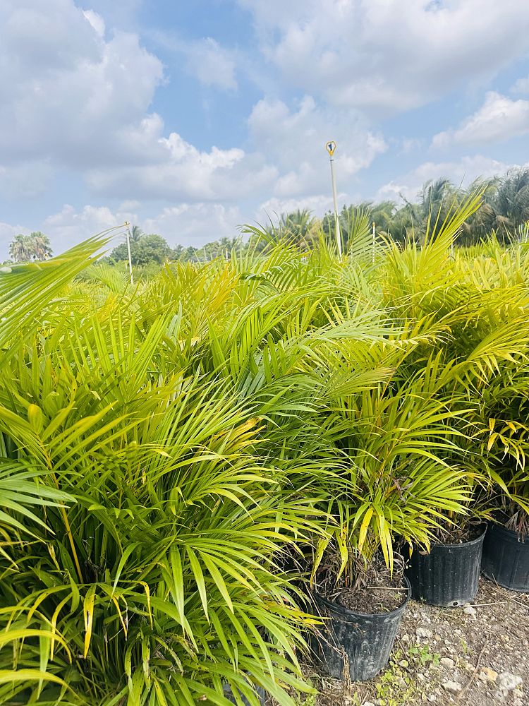 dypsis-lutescens-areca-palm