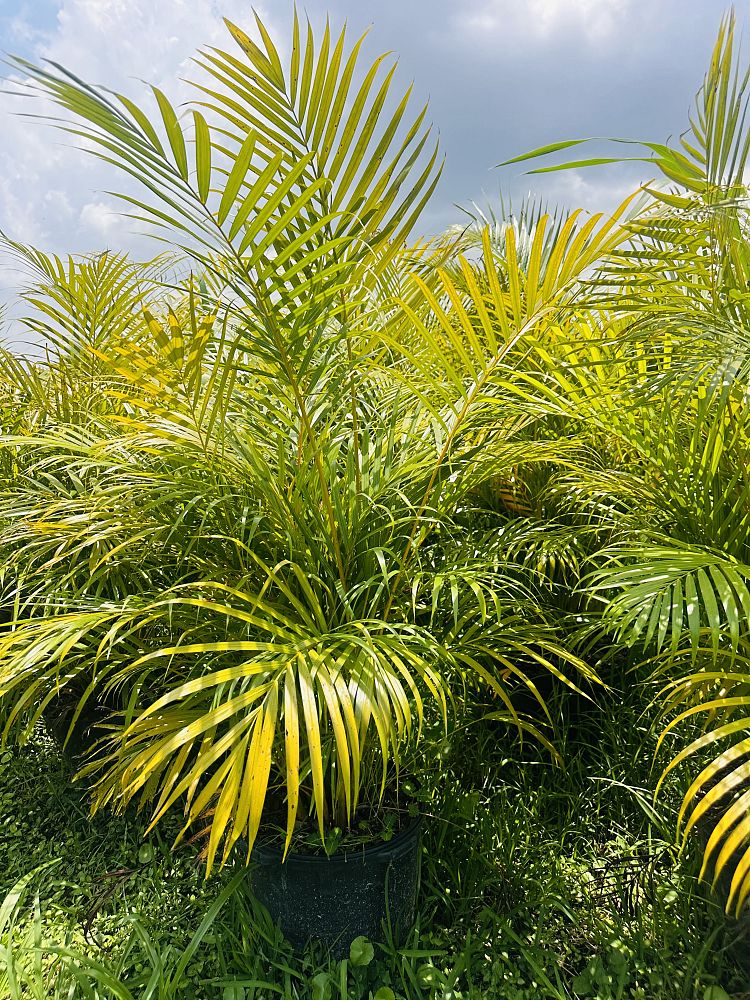dypsis-lutescens-areca-palm