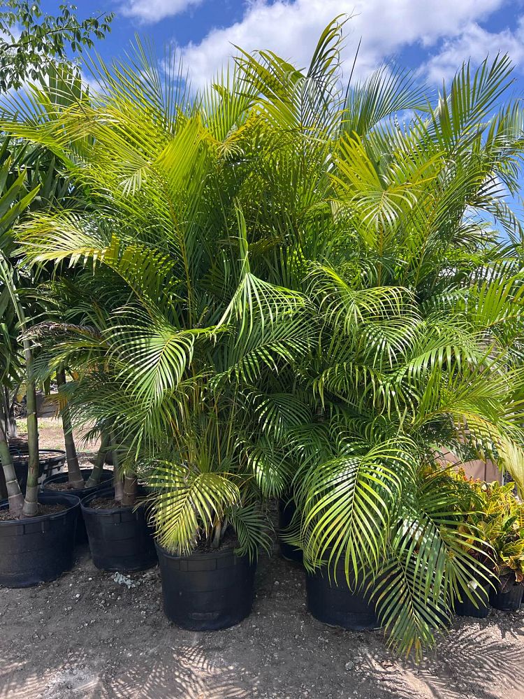 dypsis-lutescens-areca-palm