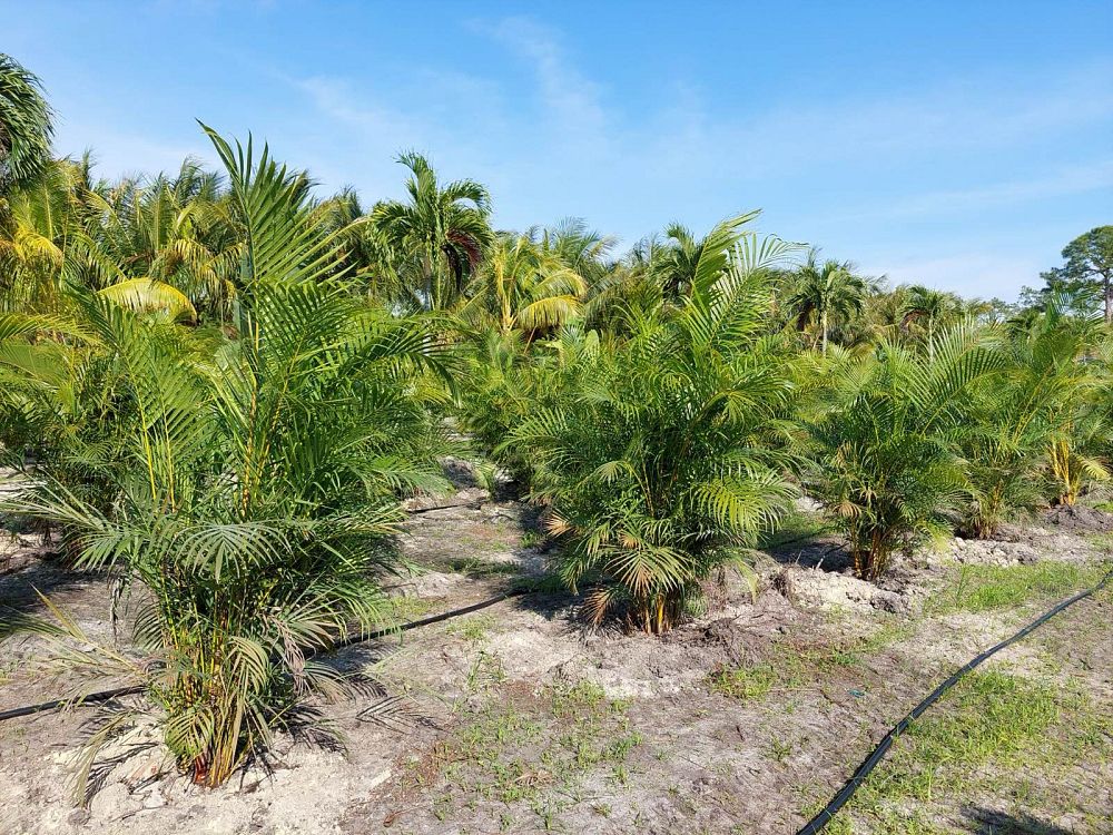 dypsis-lutescens-areca-palm