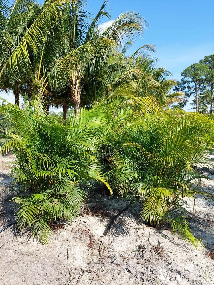 dypsis-lutescens-areca-palm