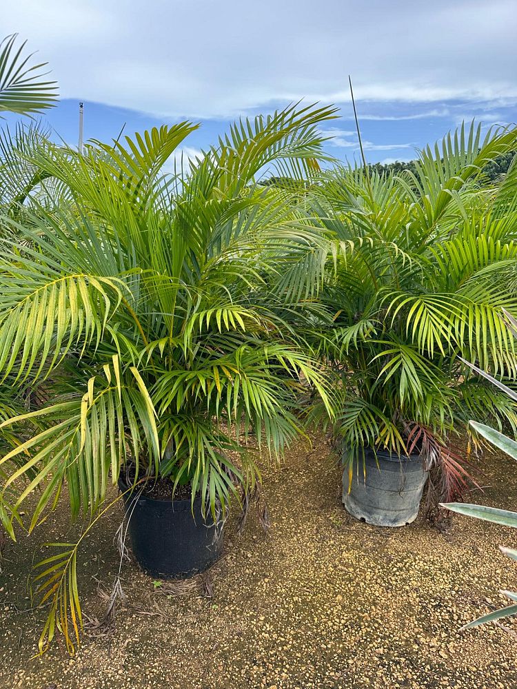 dypsis-lutescens-areca-palm