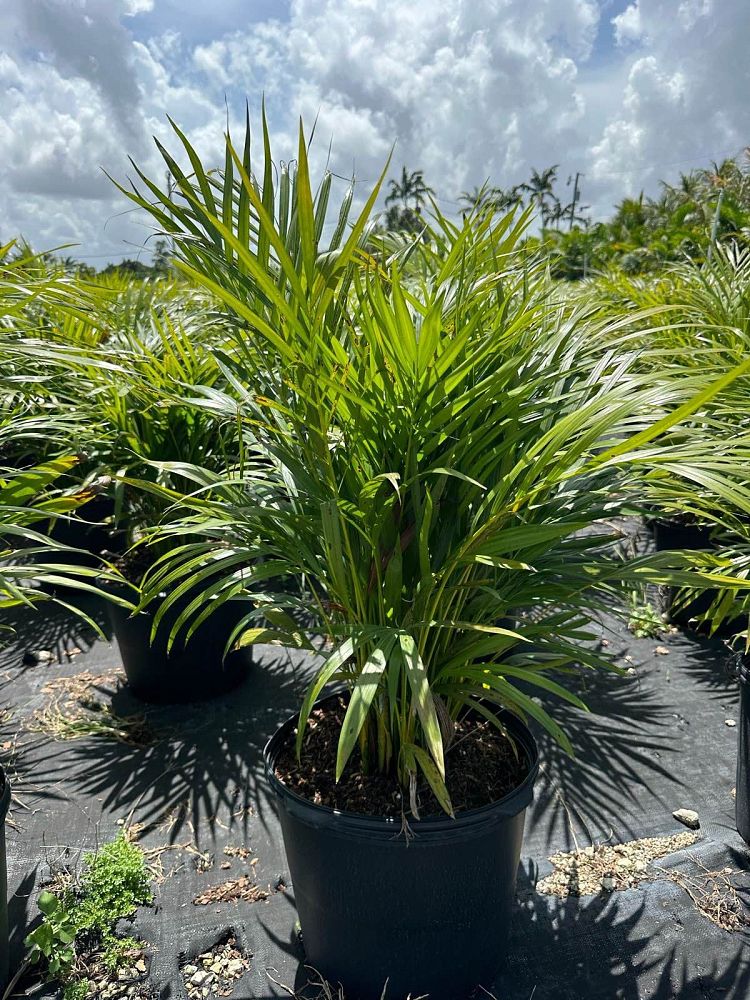 dypsis-lutescens-areca-palm