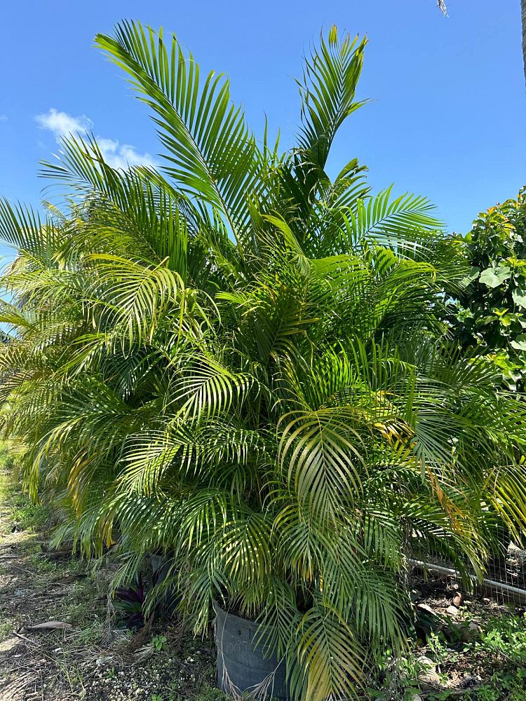 dypsis-lutescens-areca-palm
