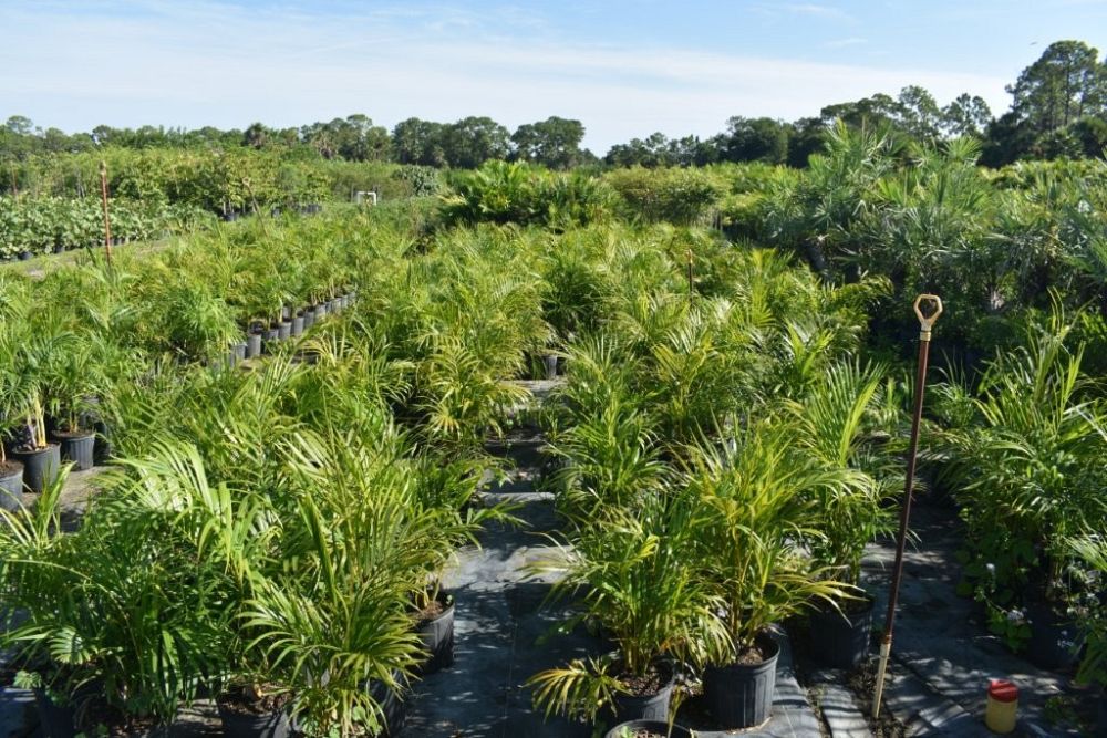 dypsis-lutescens-areca-palm
