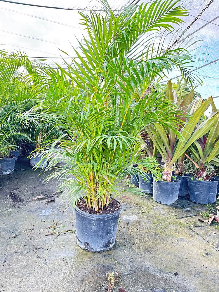 dypsis-lutescens-areca-palm