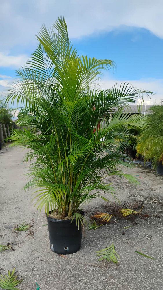 dypsis-lutescens-areca-palm