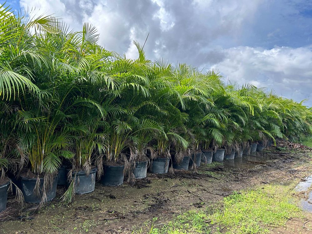 dypsis-lutescens-areca-palm