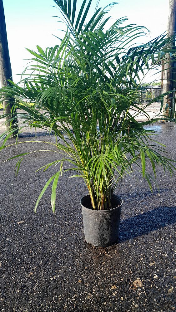 dypsis-lutescens-areca-palm