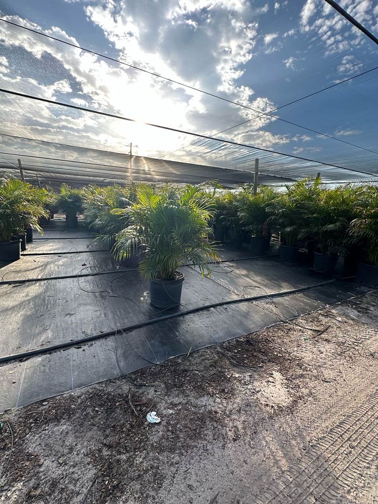 dypsis-lutescens-areca-palm