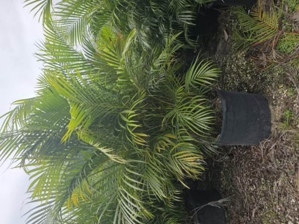 dypsis-lutescens-areca-palm