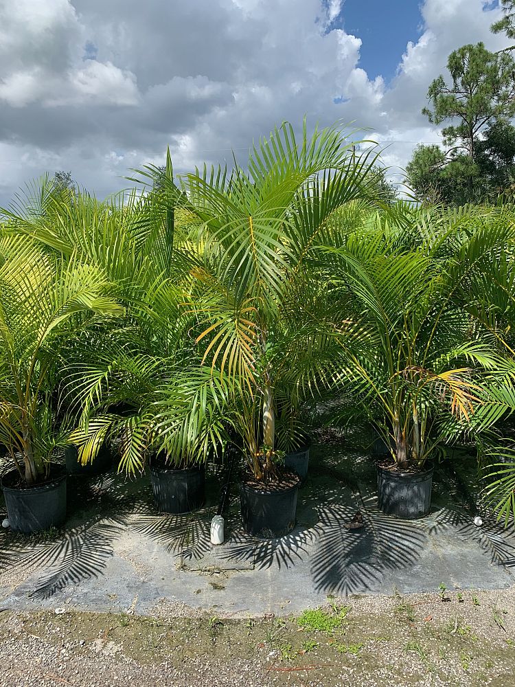 dypsis-lutescens-areca-palm