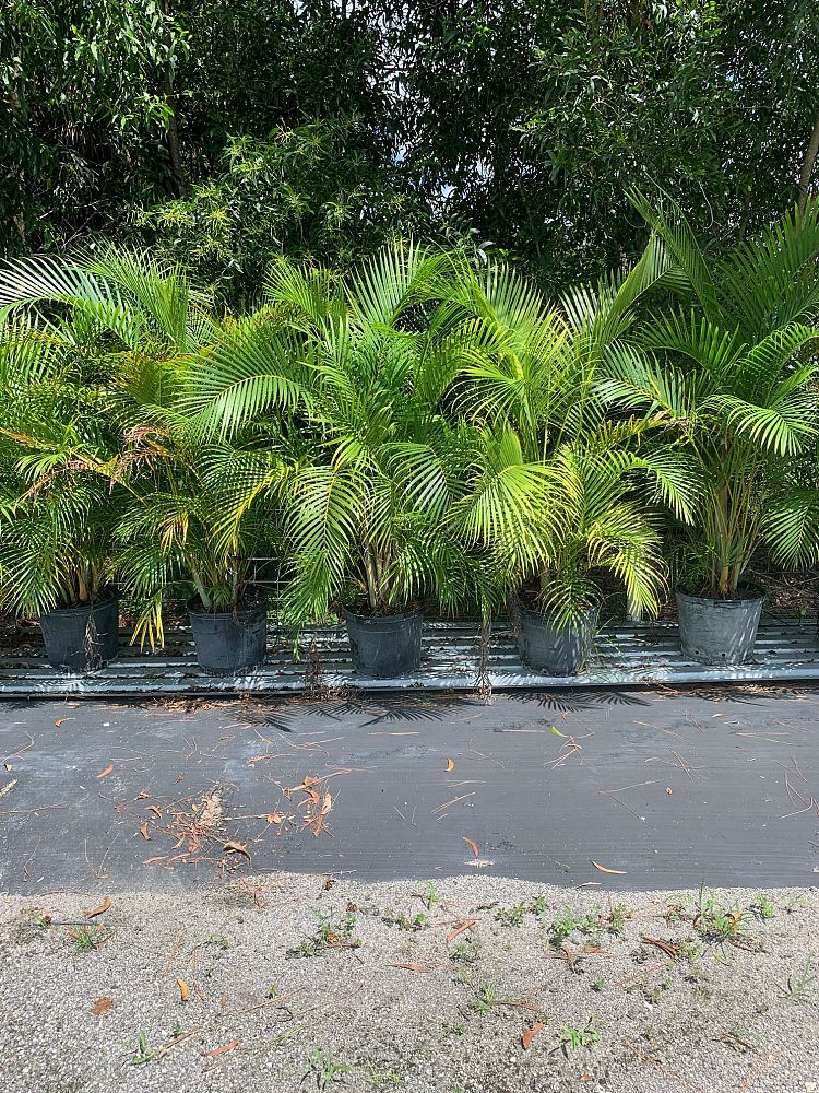 dypsis-lutescens-areca-palm