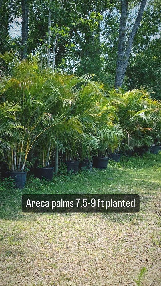 dypsis-lutescens-areca-palm