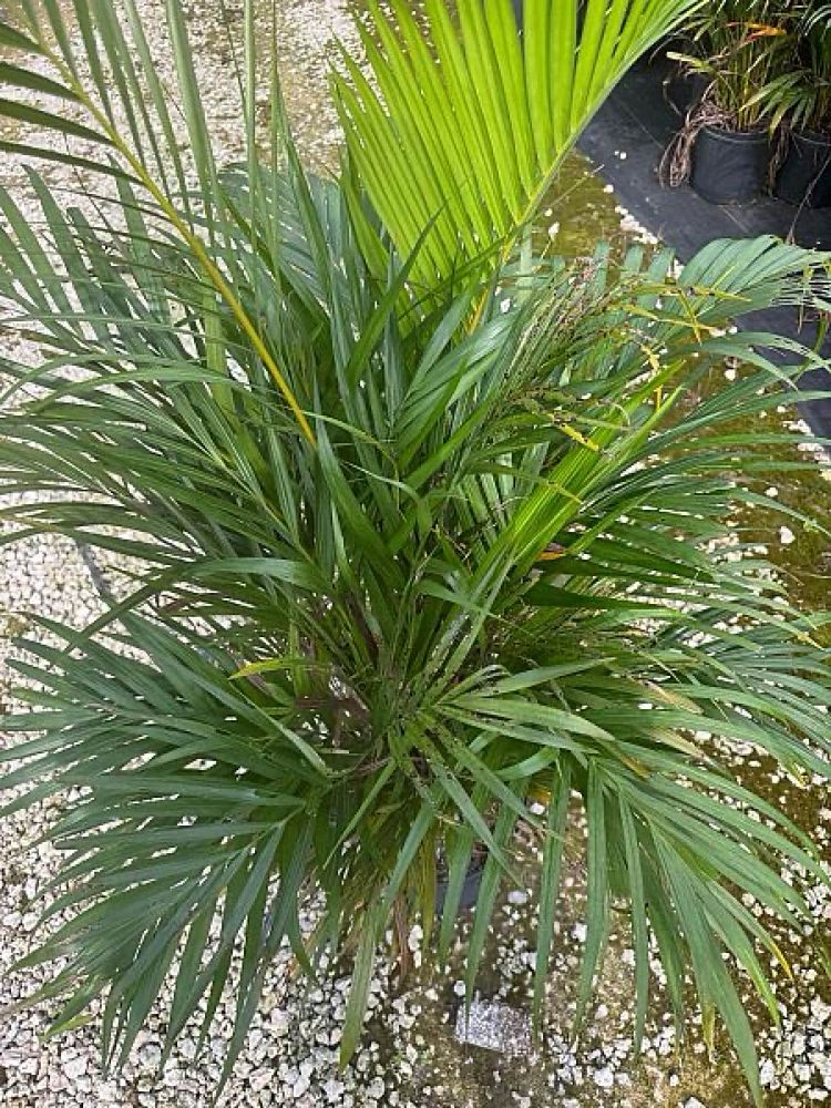 dypsis-lutescens-areca-palm