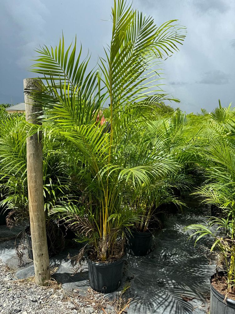 dypsis-lutescens-areca-palm