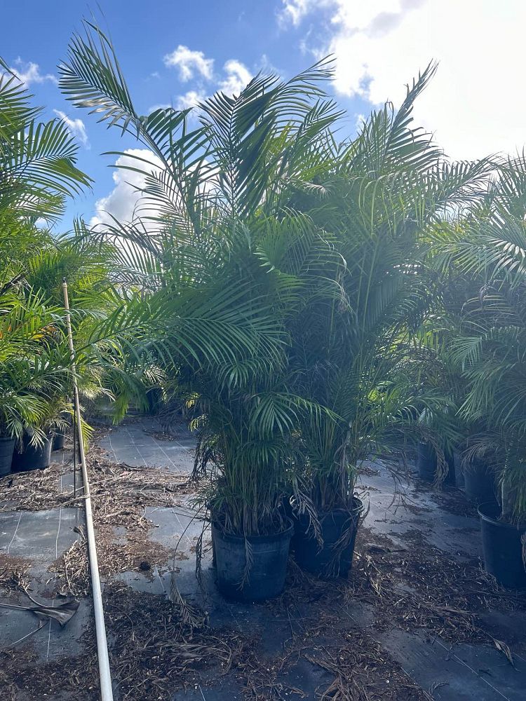 dypsis-lutescens-areca-palm