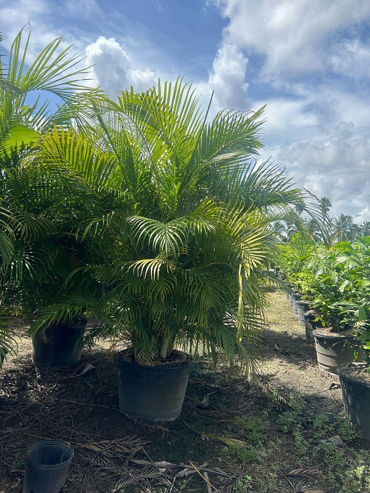 dypsis-lutescens-areca-palm