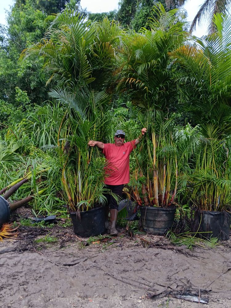 dypsis-lutescens-areca-palm