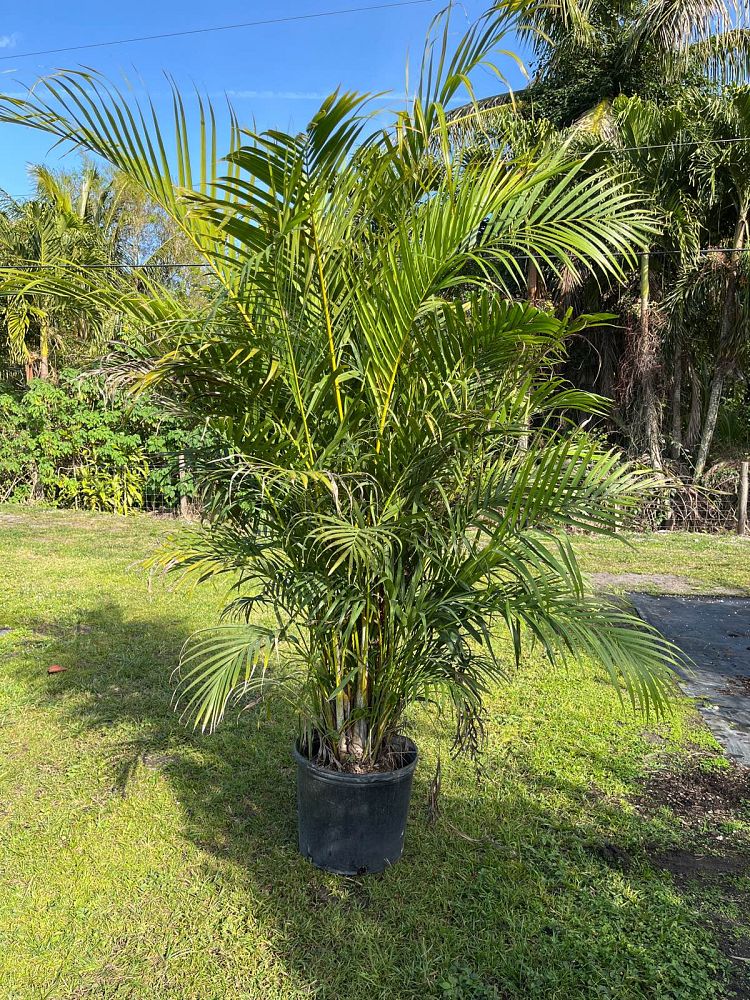 dypsis-lutescens-areca-palm
