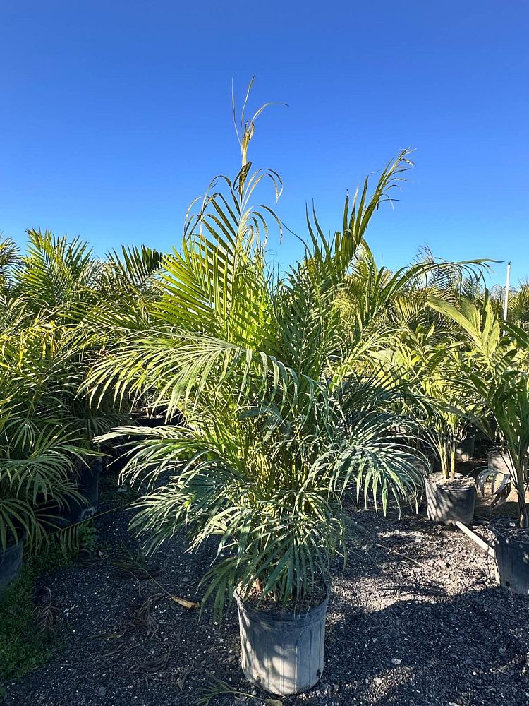 dypsis-lutescens-areca-palm