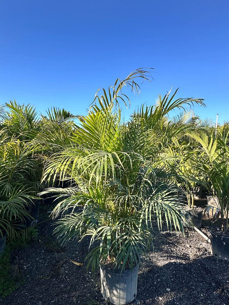 dypsis-lutescens-areca-palm